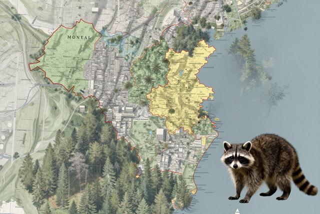 Raccoon Rabies Cases Rise Near Montreal