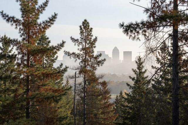 Quebec Endures Largest Spruce Budworm Outbreak in 50 Years