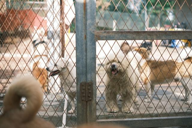 Cat and Kitten Euthanasia Rates Rise at L.A. Shelters