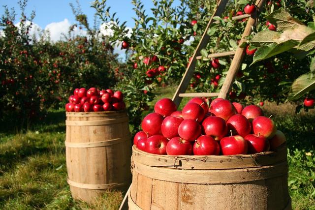 Quebec Apple Orchard Tests Anti‑Hail Cannon