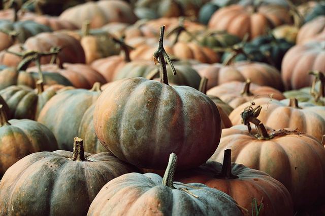 Giant Pumpkinfest Returns Sep 26 for 11th Annual Celebration