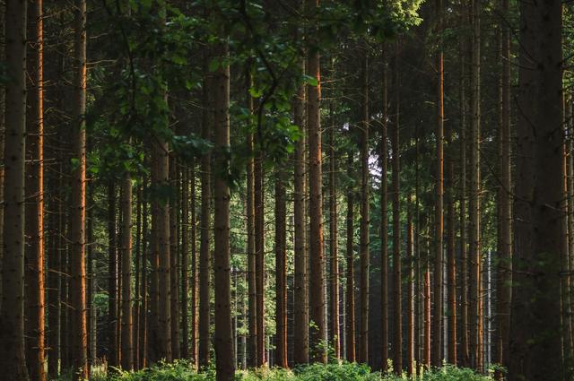Search for Quebec’s Oldest White Pine Centers on Lanaudière