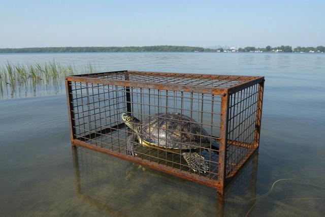 Turtle Found Tethered Inside Submerged Cage at Long Island Lake