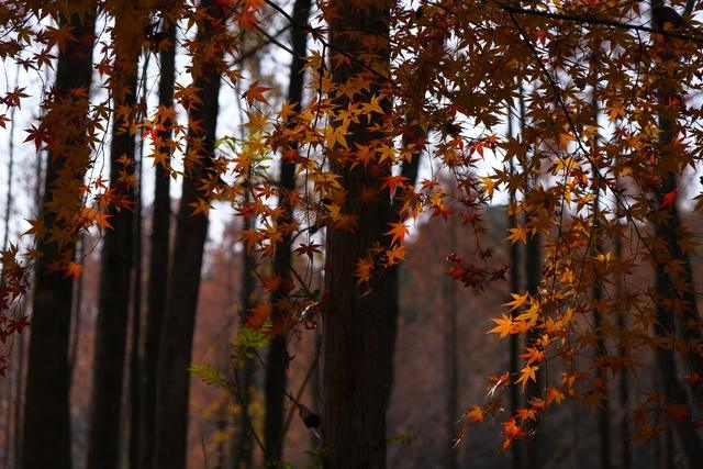 Record El Niño Could Delay Ontario Fall Colours